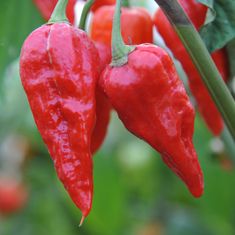 Agricola Fontana Veľmi pálivý chilli krém Nagamorich (Bhut Jolokia), 90 g