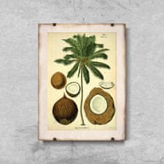 Vintage Posteria Plagát Plagát Botanická potlač kokosovej palmy A4 - 21x29,7 cm