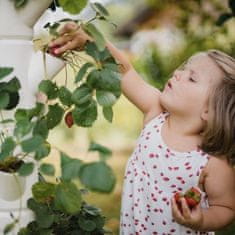 GUSTA GARDEN Hydroponický terasovitý kvetináč pre rýchlo rastúce jahody, bylinky a kvety | SISSI STRAWBERRY CLASSIC