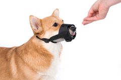 Dogextreme Nylonový náhubok pre psa so sieťkou 14 - 20cm čierna