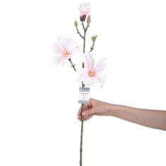 AmeliaHome Umelá kvetina MAGNOLI 10 ks krémová