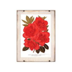 Vintage Posteria Plagát Plagát Kvet rododendronu 1957 A2 - 42x59,4 cm