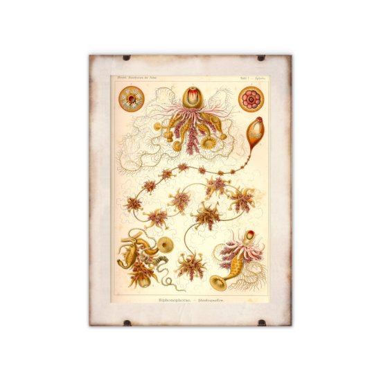 Vintage Posteria Plagát do izby Siphonophorae Ernst Haeckel A1 - 59,4x84,1 cm