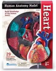 Anatomický model srdca
