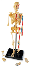 Anatomický model ľudskej kostry