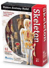 Anatomický model ľudskej kostry