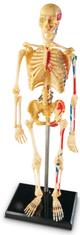 Anatomický model ľudskej kostry