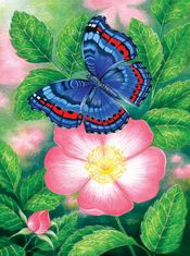 SunsOut Motýľ na kvete