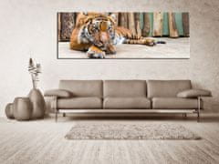 Peknastena Obrazy na stenu - Odpočívajúci tiger - panoráma - 170x60cm