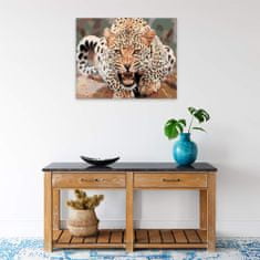Malujsi Maľovanie podľa čísel - Nahnevaný leopard - 100x80 cm, bez dreveného rámu