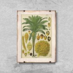 Vintage Posteria Plagát Plagát Botanický plagát z kokosovej palmy A1 - 59,4x84,1 cm