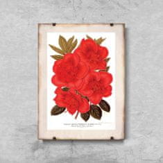 Vintage Posteria Plagát Plagát Kvet rododendronu 1957 A2 - 42x59,4 cm