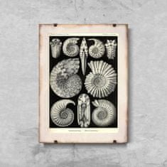 Vintage Posteria Plagát Plagát Mušle od Ernsta Haeckela A4 - 21x29,7 cm
