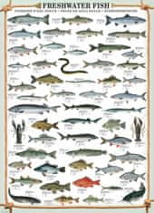 EuroGraphics Puzzle Sladkovodné ryby 1000 dielikov