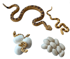 Animal Life figúrky životný cyklus Had