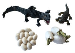 Animal Life figúrky životný cyklus Krokodíl
