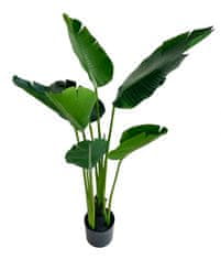 Shishi Strelícia zelená, výška 120 cm