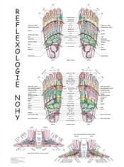 MH Star Reflexológia nohy - plagát