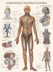 MH Star Lymfatický systém človeka - plagát