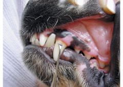 Show tech Obojstranná škrabka na odstránenie zubného kameňa psov