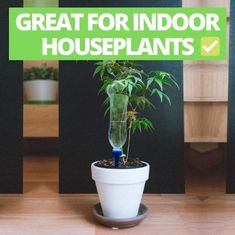 HOME & MARKER® Súprava na automatické samozavlažovanie rastlín (12 ks) 1+1 Gratis | P2LANTDROPS