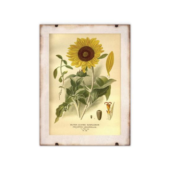 Vintage Posteria Poster Potlač slnečnice A1 - 59,4x84,1 cm