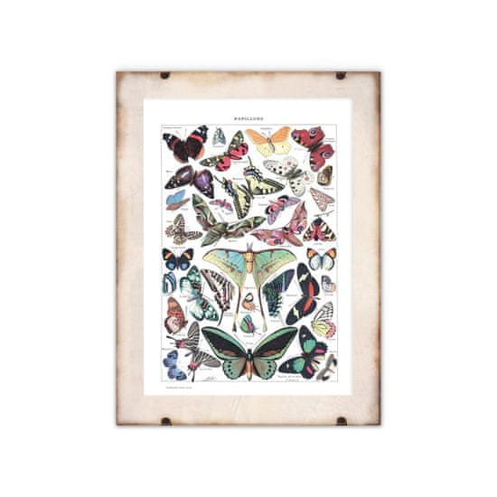 Vintage Posteria Plagát na stenu Botanický motýľ Adolphe Millot Papillons A1 - 59,4x84,1 cm
