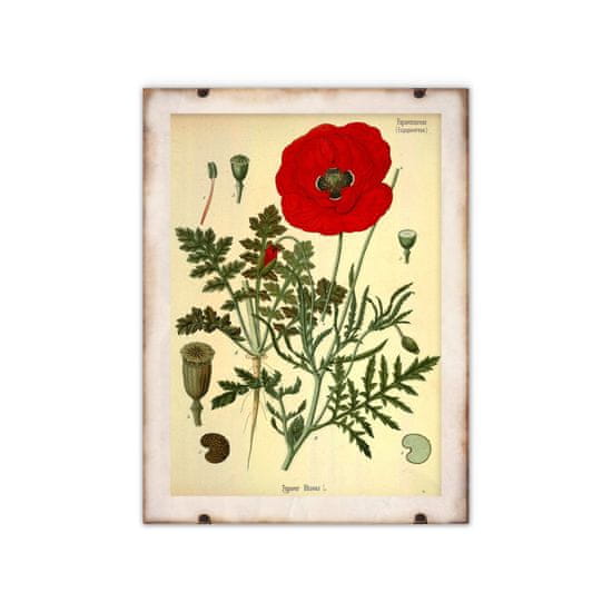 Vintage Posteria Retro plagát Botanická potlač červeného maku A1 - 59,4x84,1 cm
