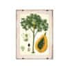 Vintage Posteria Plagát Plagát Starožitná botanická potlač papáje A4 - 21x29,7 cm