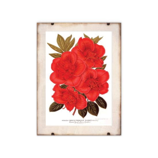 Vintage Posteria Plagát Kvet rododendronu 1957 A1 - 59,4x84,1 cm