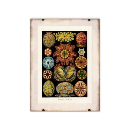 Vintage Posteria Plagát na stenu Ascidiae Haeckel Ernst A1 - 59,4x84,1 cm