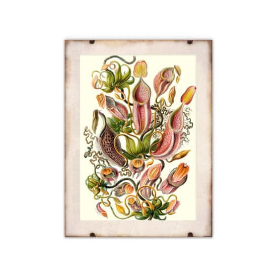 Vintage Posteria Plagát do obývačky Mäsožravá rastlina Ernst Haeckel A1 - 59,4x84,1 cm