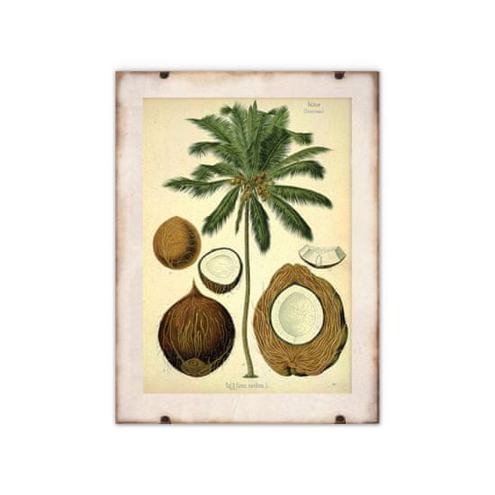 Vintage Posteria Plagát Botanická potlač kokosovej palmy A1 - 59,4x84,1 cm