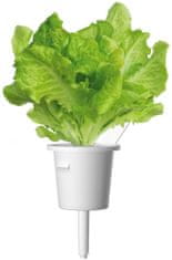 Click and Grow zelený salát, kapsle sa samínky a substrátem 3ks