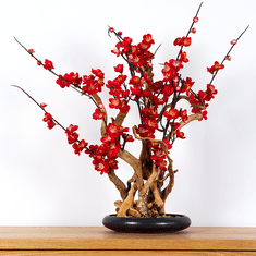 Bondek Pokojová dekorativní bonsai - Red plum (PN-37)