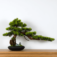 Bondek Pokojová dekorativní bonsai - Borovice (PN-3)