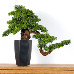 Bondek Pokojová dekorativní bonsai - (PN-29)
