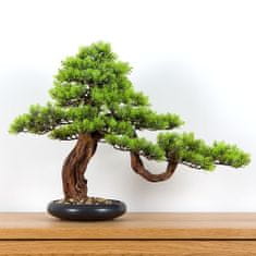 Bondek Pokojová dekorativní bonsai - Borovice (PN-33)