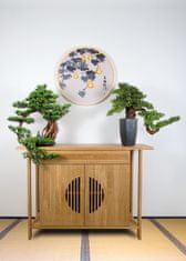 Bondek Pokojová dekorativní bonsai - Borovice (PN-17)