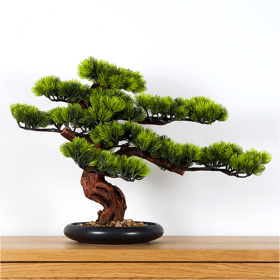 Bondek Pokojová dekorativní bonsai - Borovice (PN-5)