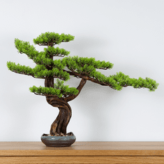 Bondek Pokojová dekorativní bonsai - Borovice (PN-34)