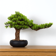 Bondek Pokojová dekorativní bonsai - Borovice (PN-36)