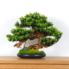 Bondek Pokojová dekorativní bonsai - borovice, výška 37 cm (PN-73)