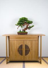 Bondek Pokojová dekorativní bonsai - borovice, výška 50 cm (PN-69)