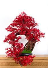Bondek Pokojová dekorativní bonsai - Javor (PN-16)