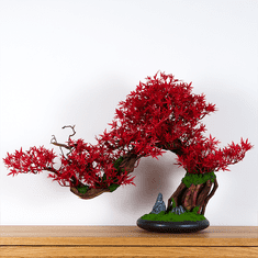 Bondek Pokojová dekorativní bonsai - Javor (PN-14)