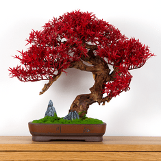 Bondek Pokojová dekorativní bonsai - javor, výška 50 cm (PN-68)