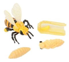 Insect Lore Životní cyklus - Včela