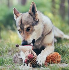 Akinu Český les líška podšitá textilná hračka pre psov