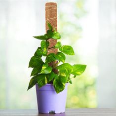 Northix Flexibilná podpora rastlín - 60 cm 